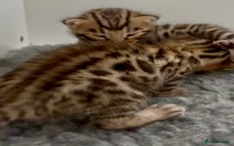 Bengal cats for sale: Exceptional show quality Brown TICA registered 🥰 - Image 15