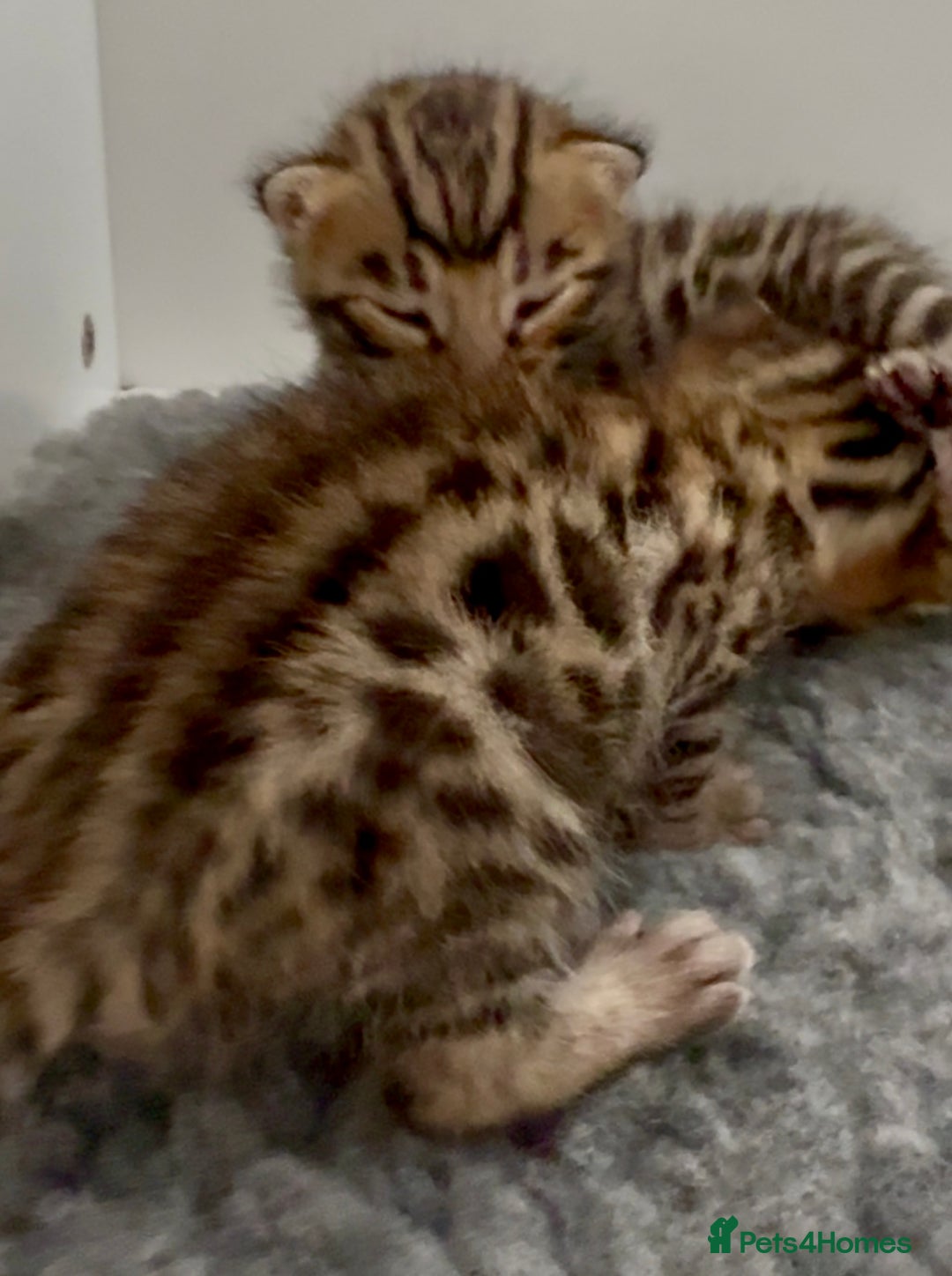 Bengal cats for sale: Exceptional show quality Brown TICA registered 🥰 - Image 15