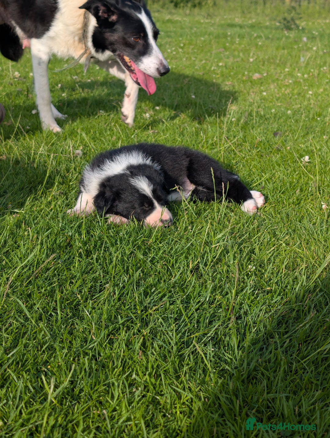 Border Collie dogs for sale: Border Collie pups - Image 6