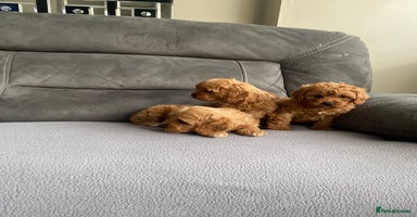 Cavapoo dogs - Advert 5