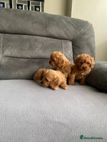 Cavapoo dogs - Advert 3