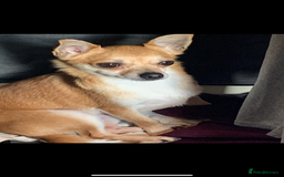 Chihuahua dogs for sale: Male Chihuahua looking for forever home - Image 3