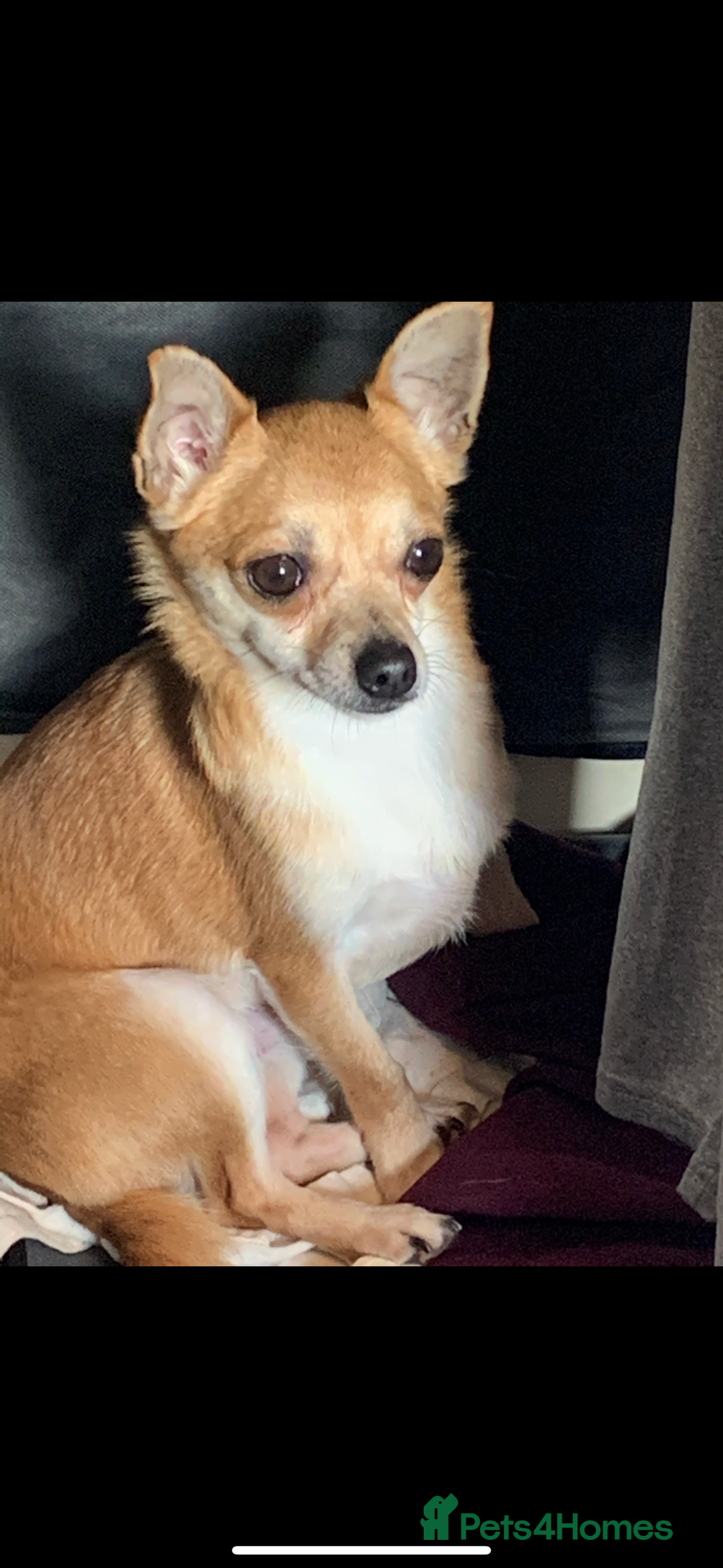 Chihuahua dogs for sale: Male Chihuahua looking for forever home - Image 3