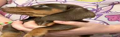 Dachshund 2