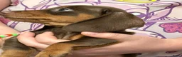 Dachshund dogs for sale: True miniature dachshund boys ready now  - Advert 20