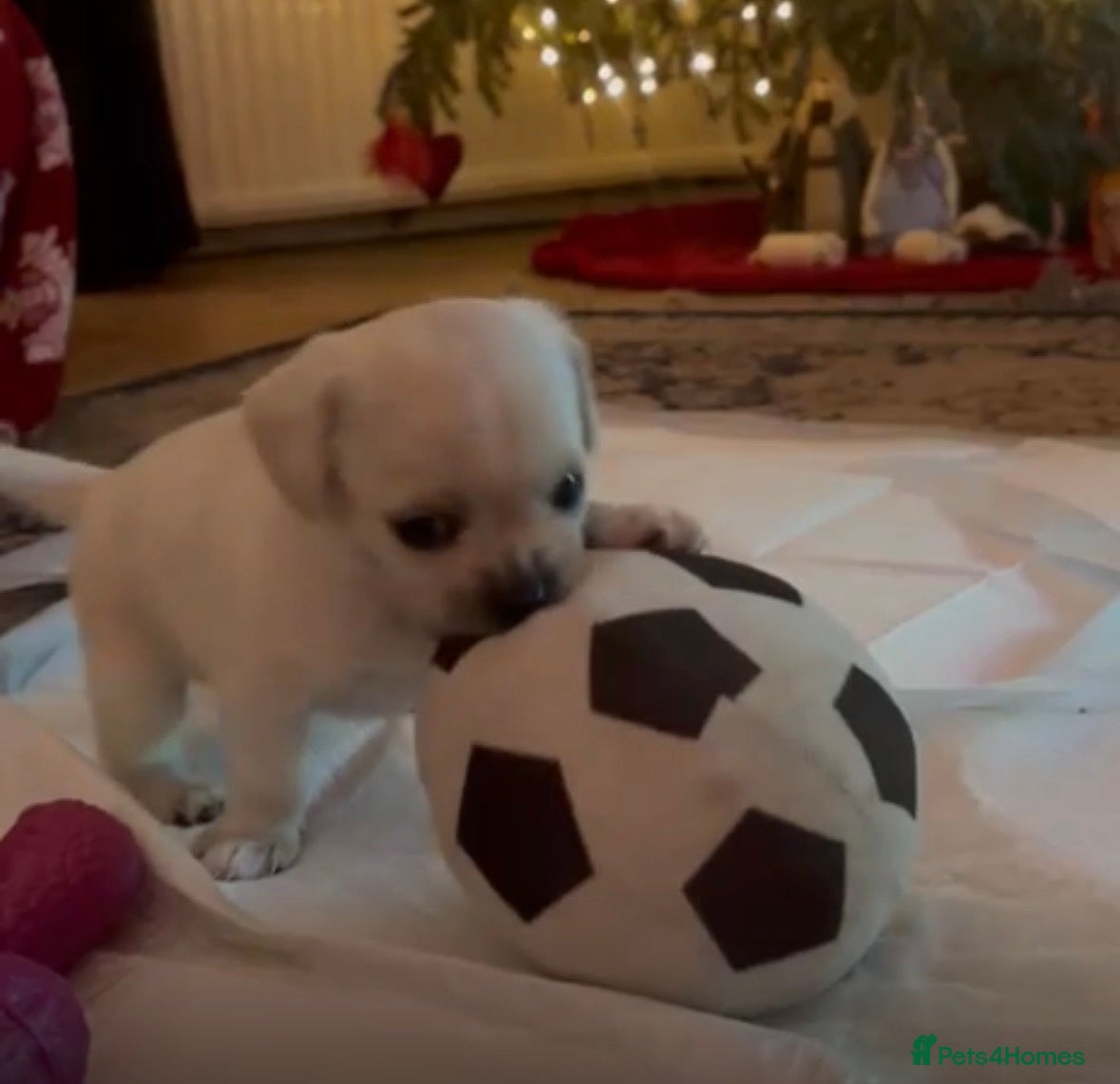 Mixed Breed dogs Boy and Girl left / Cavachon x Chihuahua - Advert 1