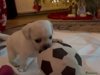 Mixed Breed dogs Boy and Girl left / Cavachon x Chihuahua - Advert 1