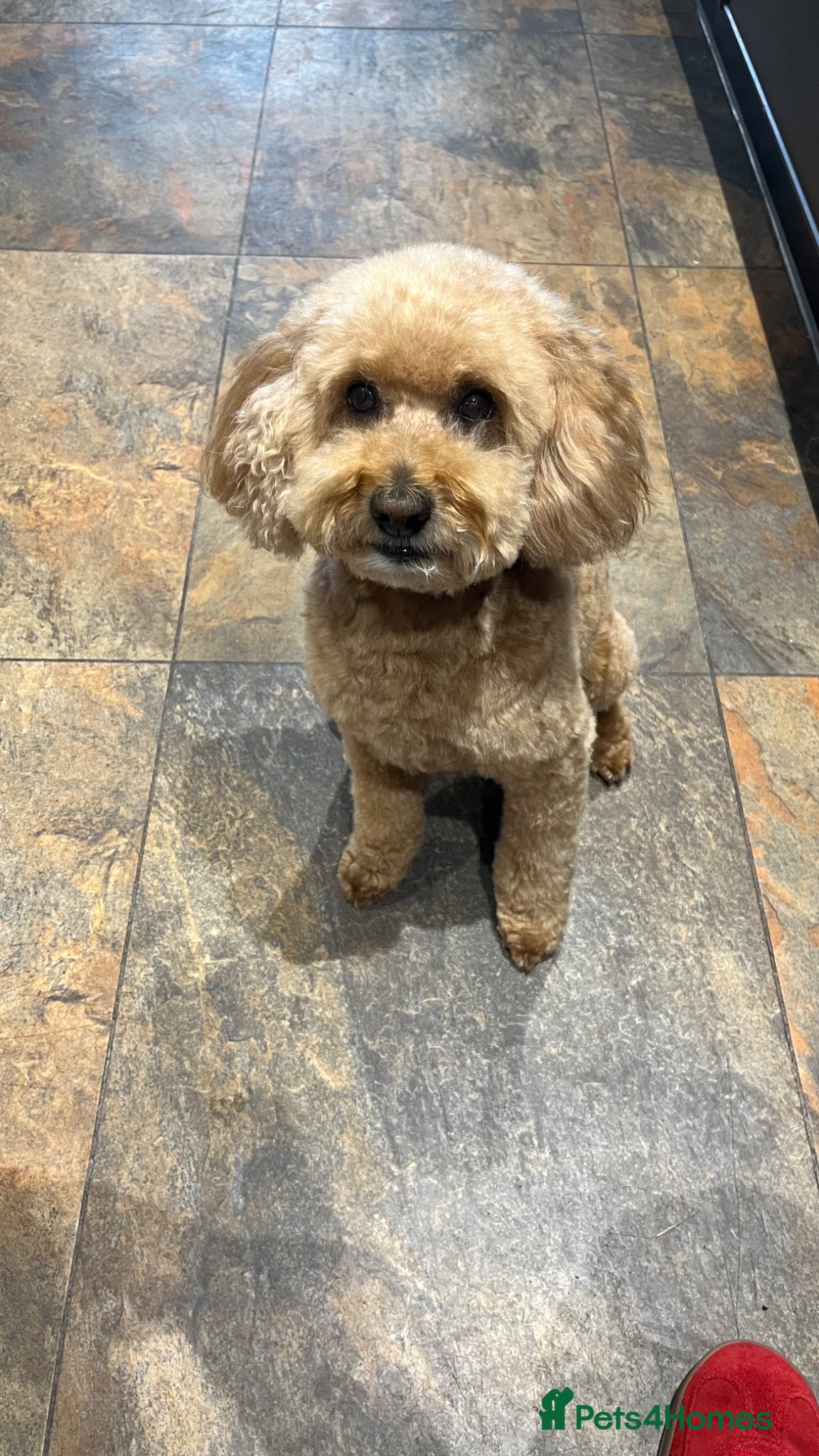 Miniature Poodle dogs Miniature Toy Poodle - 8yo male  - Advert 1