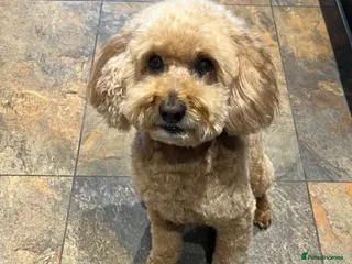 Miniature Poodle dogs Miniature Toy Poodle - 8yo male - Advert 1