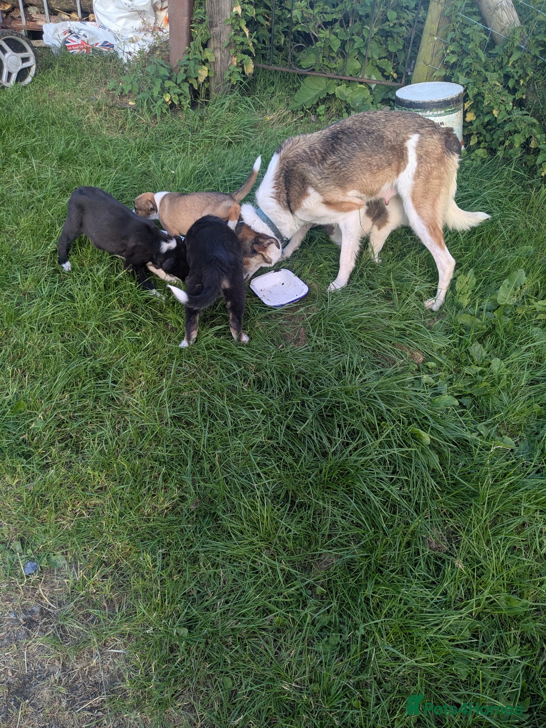 Border Collie dogs for sale: Border Collie Puppies  - Image 11