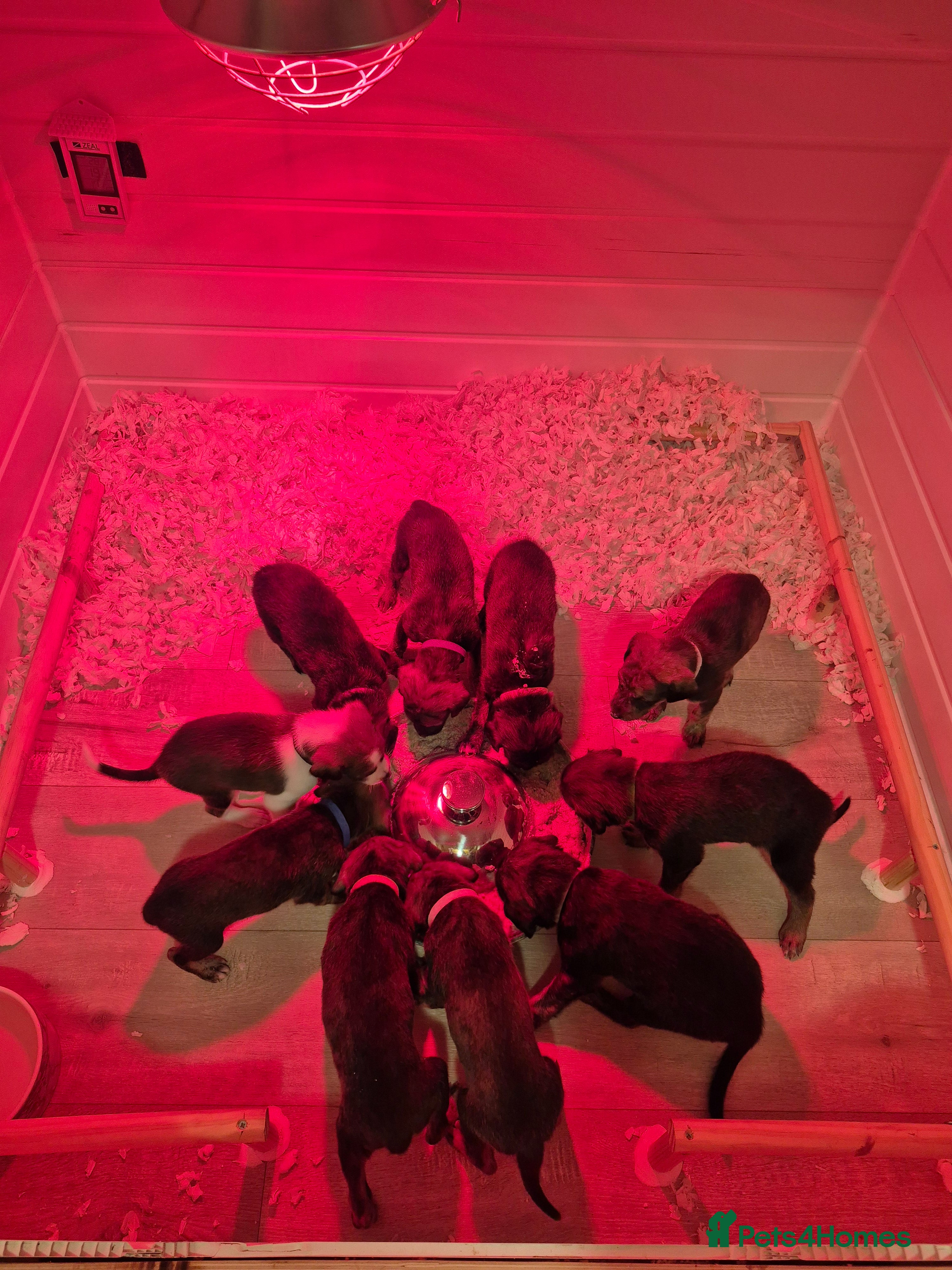 Lurcher dogs Beautiful litter of Lurcher pups - Advert 3