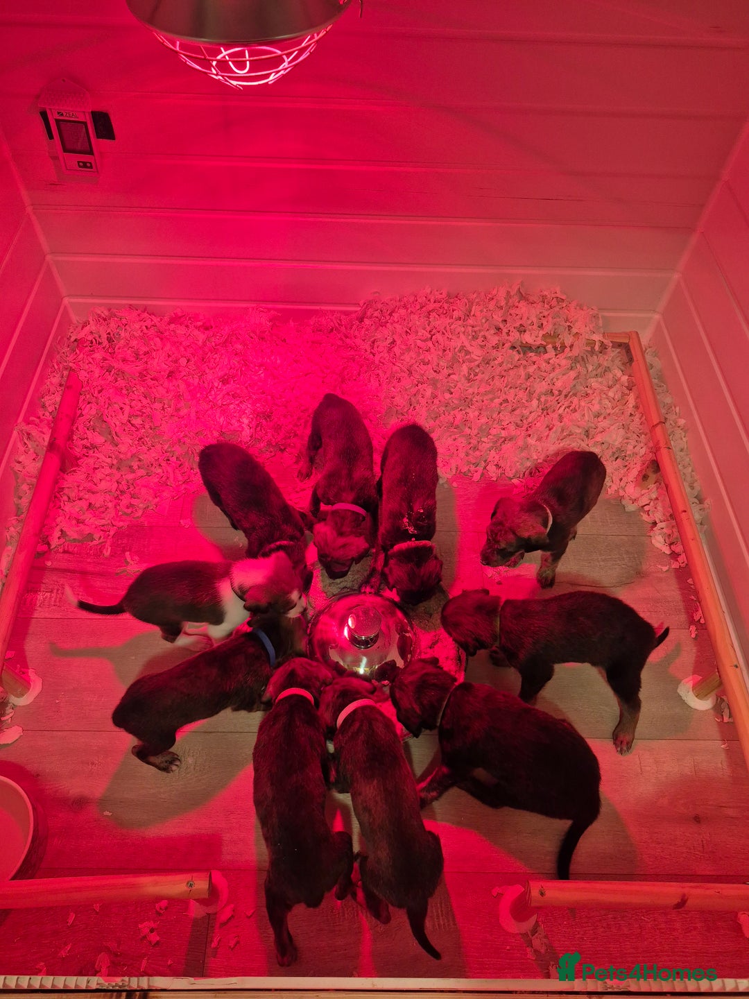 Lurcher dogs for sale: Beautiful litter of Lurcher pups - Advert 1