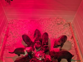 Lurcher dogs Beautiful litter of Lurcher pups - Advert 3