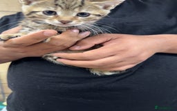 Domestic Shorthair cats for sale: Domestic short hair kittens  - Image 7