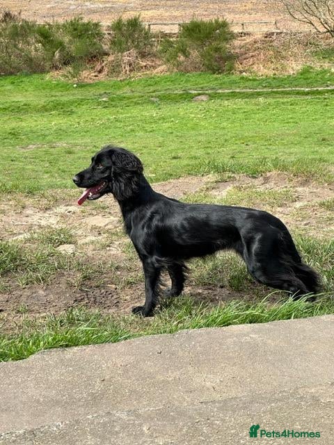 Cocker Spaniel dogs KC Working Cocker Spaniel - Advert 1