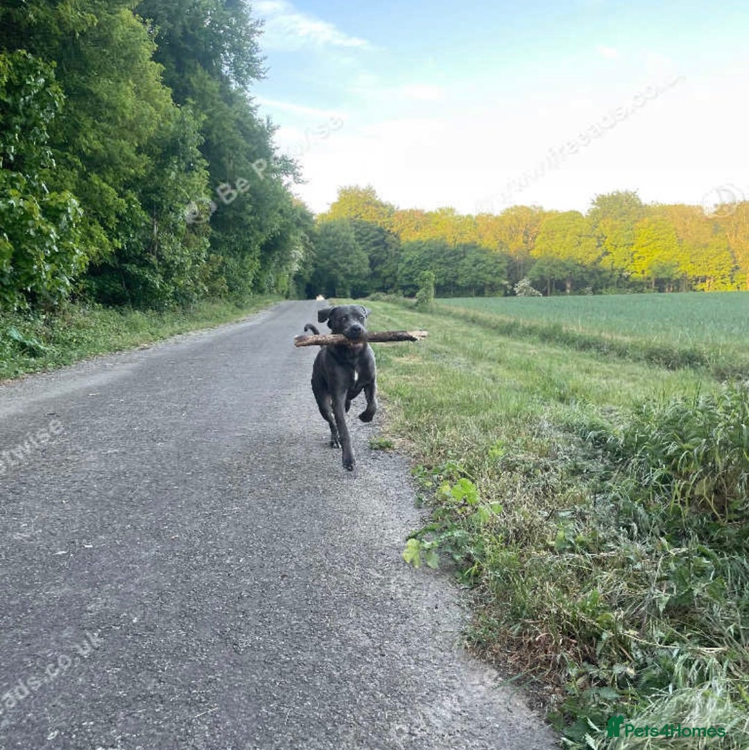 Cane Corso dogs for sale: Rehoming Stanley - Advert 3