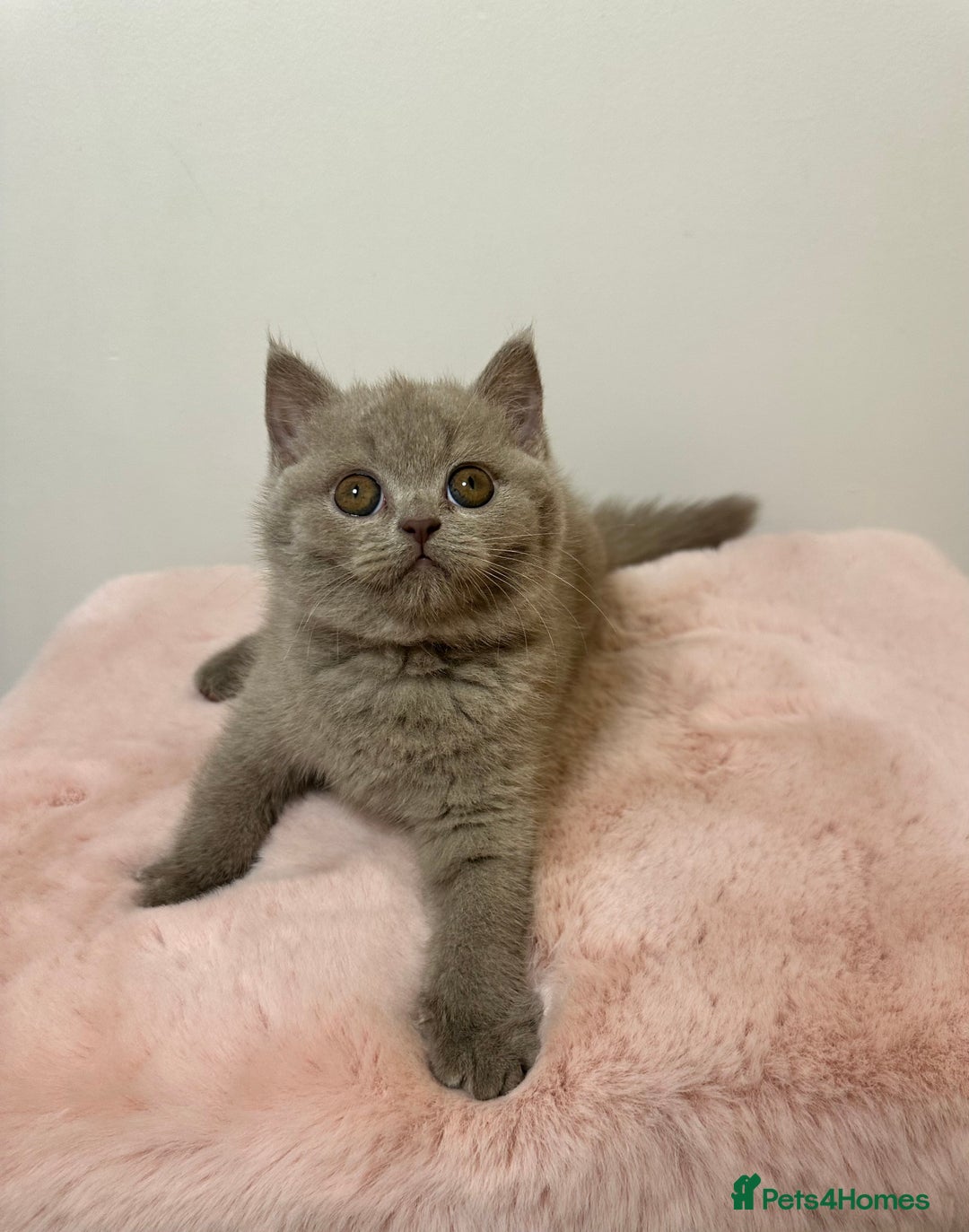 British Shorthair cats for sale: British Shorthair Chunky Chocolate Kittens🐻 - Advert 13
