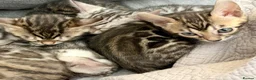 Bengal cats for sale: 4 gorgeous female Bengal kittens ready to reserve - Advert 10