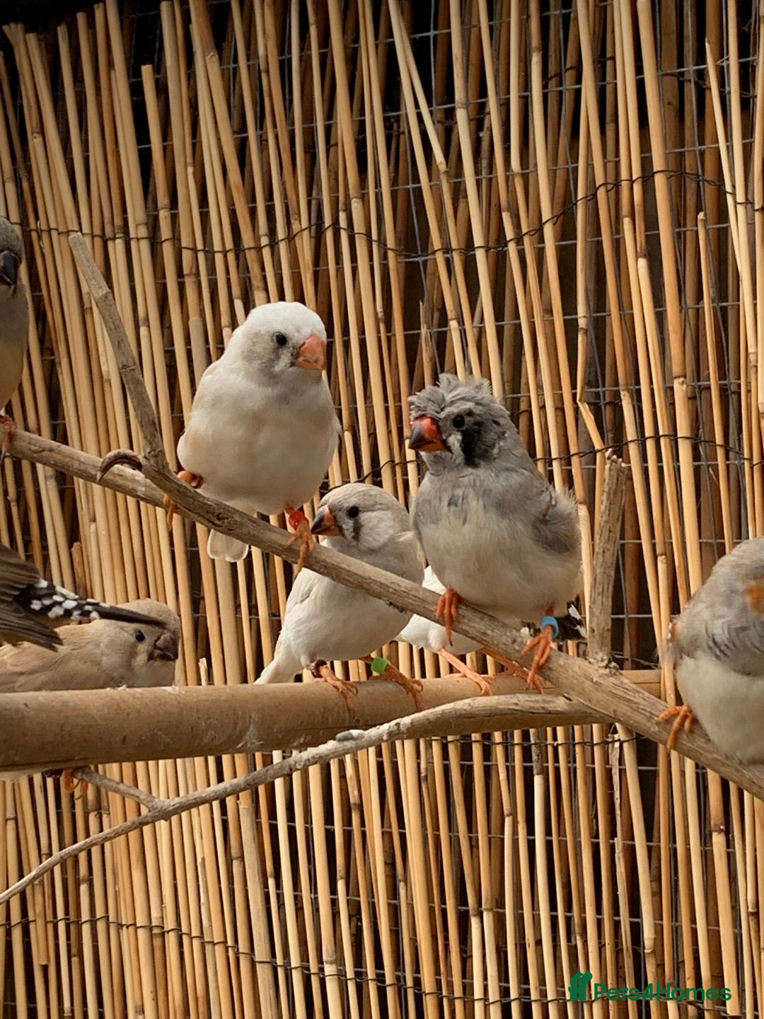 Gallery Image {{count}}