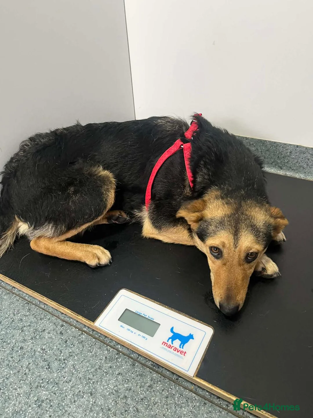 Mixed Breed dogs for adoption: 🐾 Meet Larisa - a gentle girl for a Loving Home💛 - Advert 14