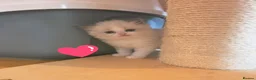 Ragdoll cats for sale: 💫Stunning Ragdoll Kittens 💫 - Advert 16