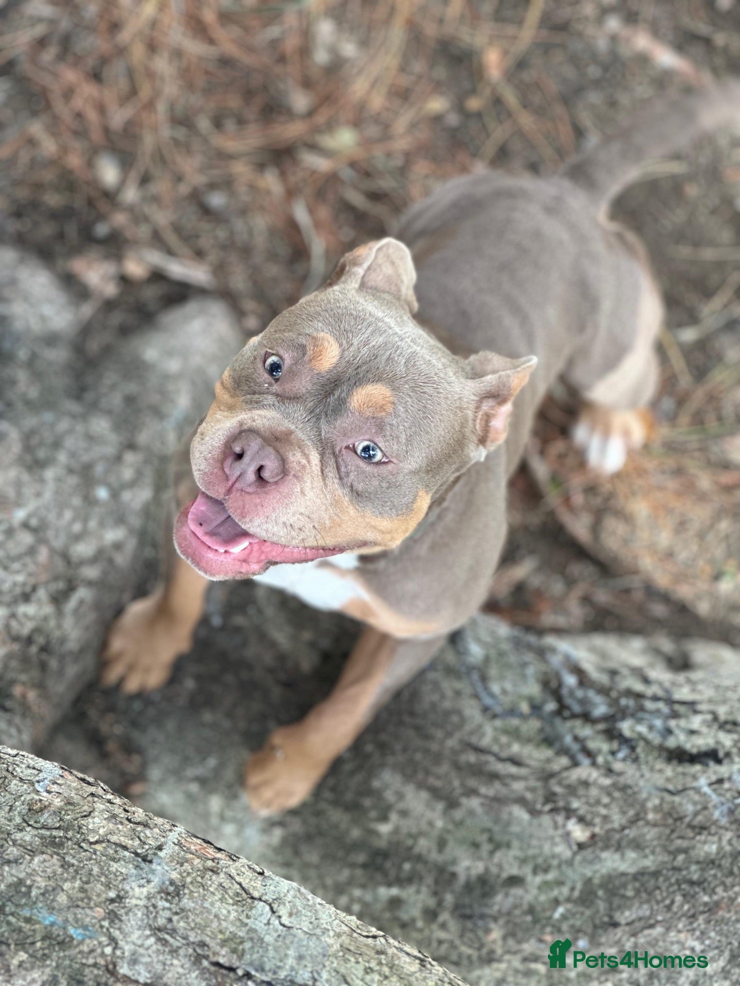 American Bully dogs Micro American bully pups  - Advert 1