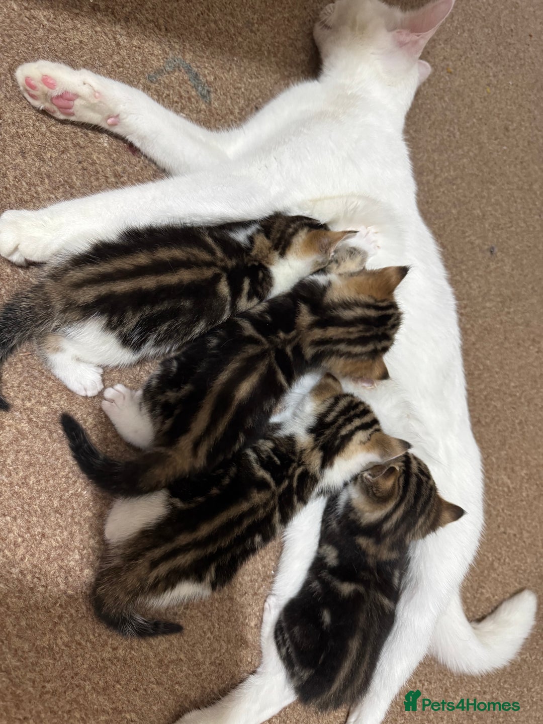 American Shorthair cats for sale: Kitten  - Image 2