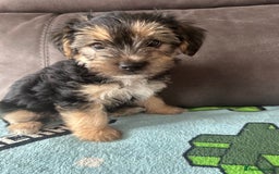 Morkie dogs for sale: Morkie Pups - Image 10