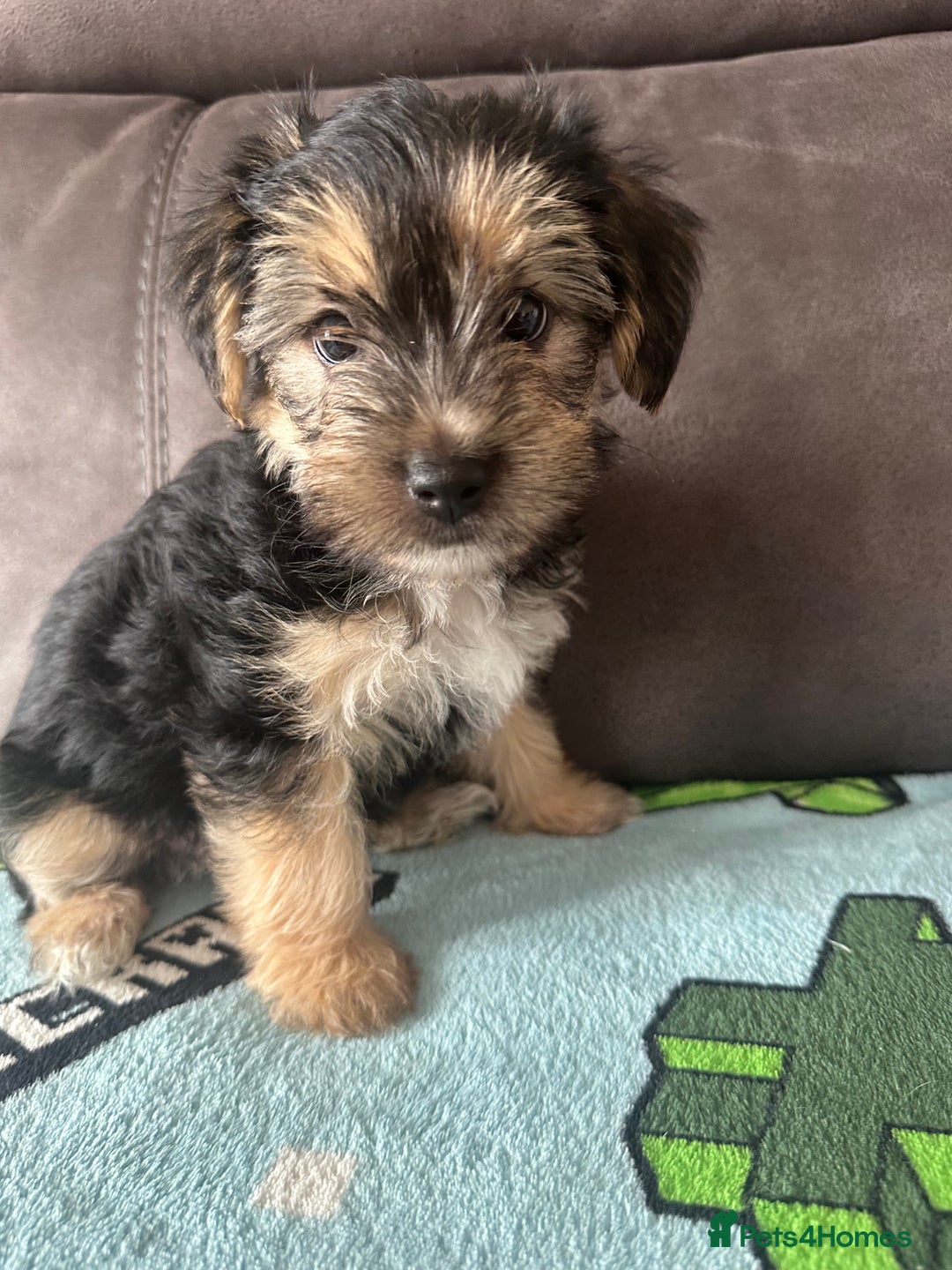 Morkie dogs for sale: Morkie Pups - Image 10