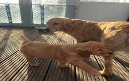 Golden Retriever dogs for sale: KC Registered Golden Retriever Puppies - Image 19