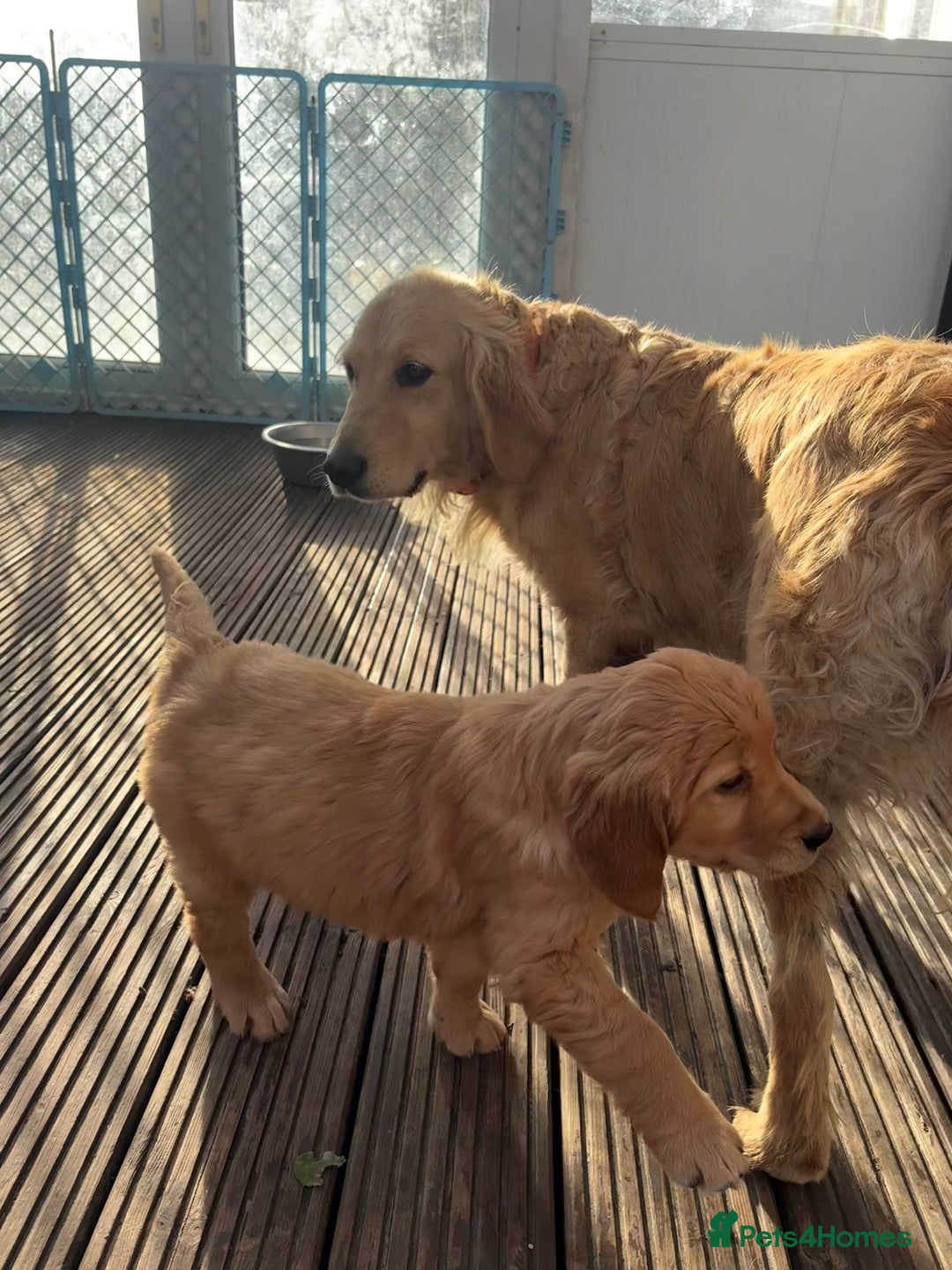 Golden Retriever dogs for sale: KC Registered Golden Retriever Puppies - Image 19