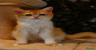 British Shorthair cats - Advert 7