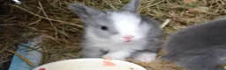 Lionhead rabbits for sale: 3 Little kits - Advert 2