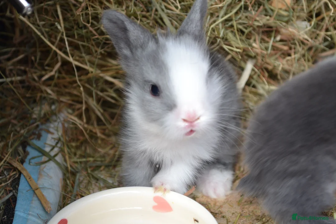 Lionhead rabbits for sale: 3 Little kits - Advert 2