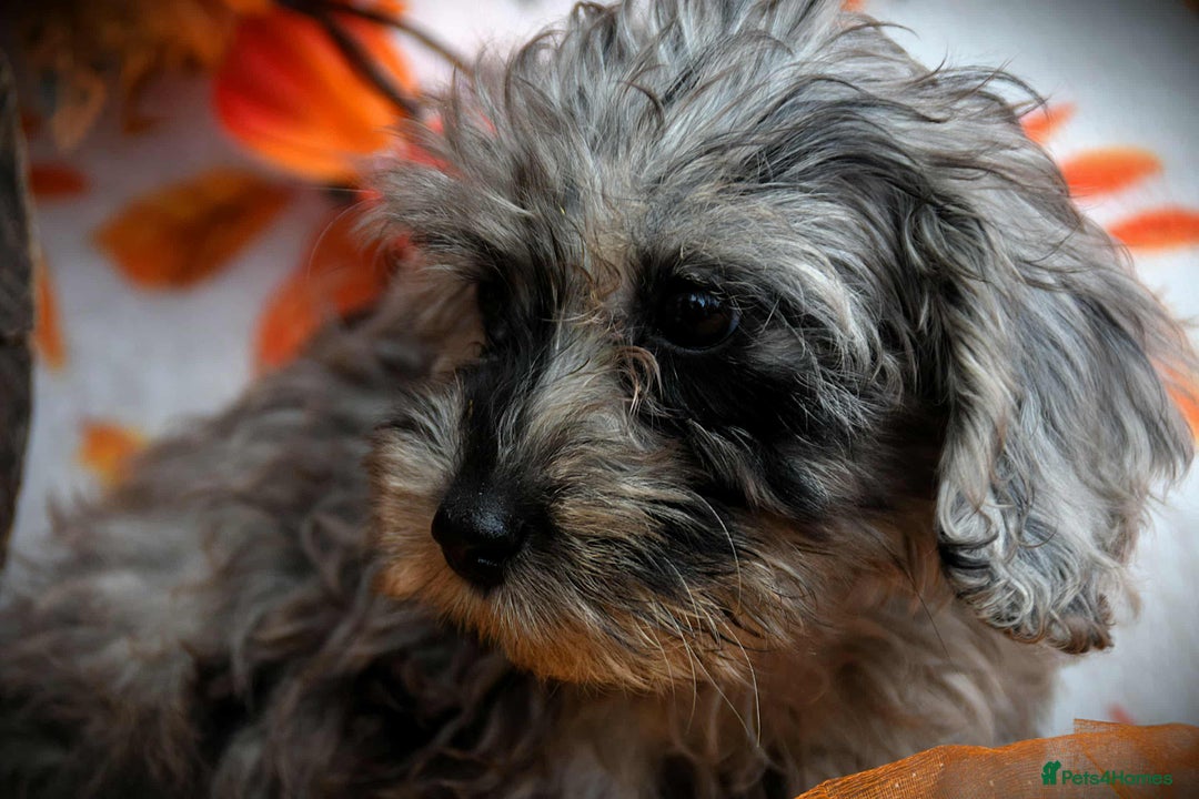 Cockapoo dogs for sale: Fully innoculated hereditary clear toy cockapoos  - Advert 12