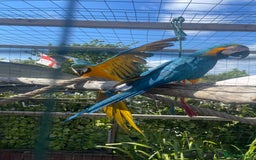 Macaws birds for sale: Blue and gold macaw baby's ,hand rear opportunity  - Image 9