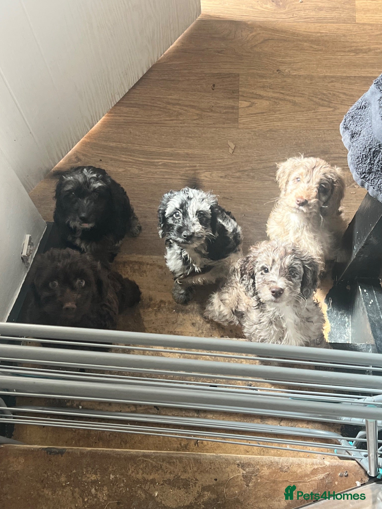Cockapoo dogs Tri merle cockerpoos - Advert 15