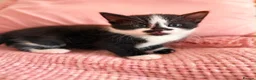 Turkish Angora cats for sale: Four Adorable Kittens!  - Advert 6