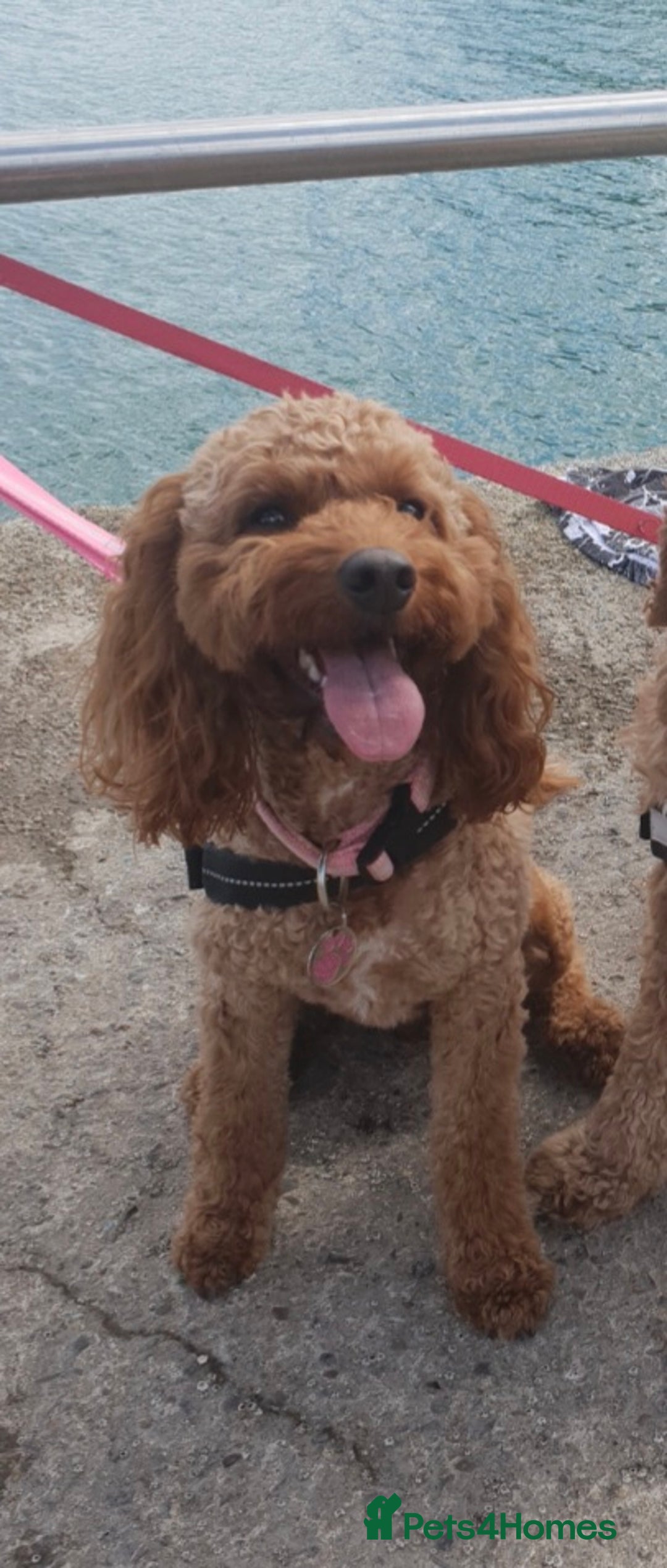 Cockapoo dogs for sale: Cockapoo puppies  - Image 19