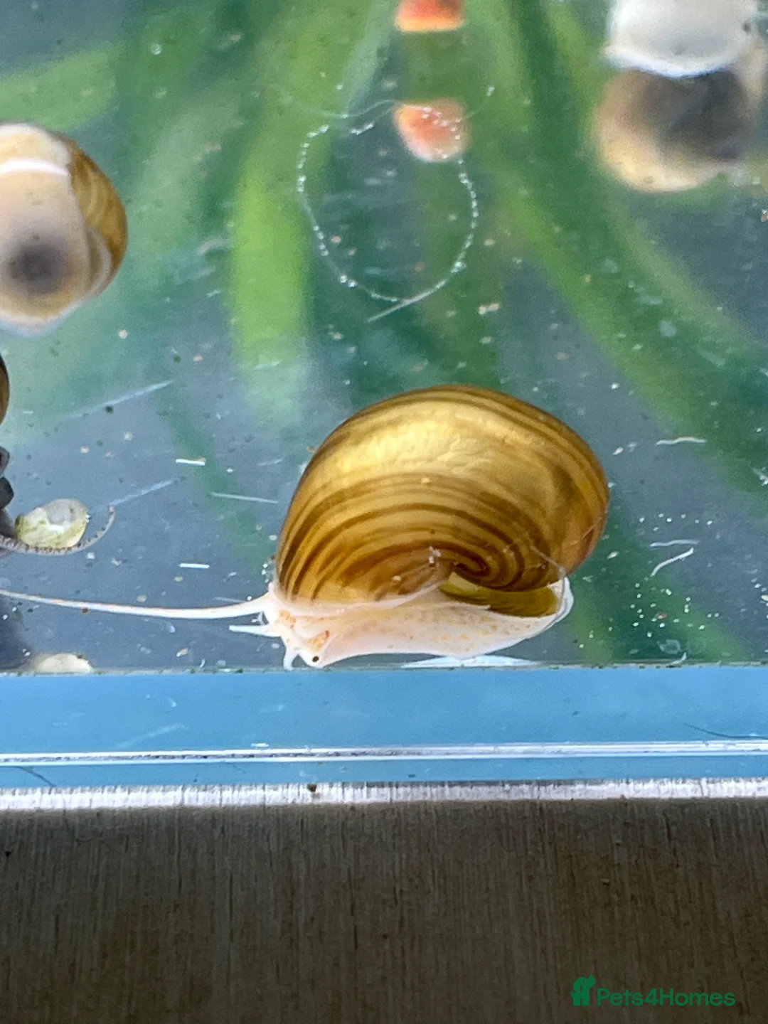 Snails invertebrates for sale: Mystery Snails - Advert 3