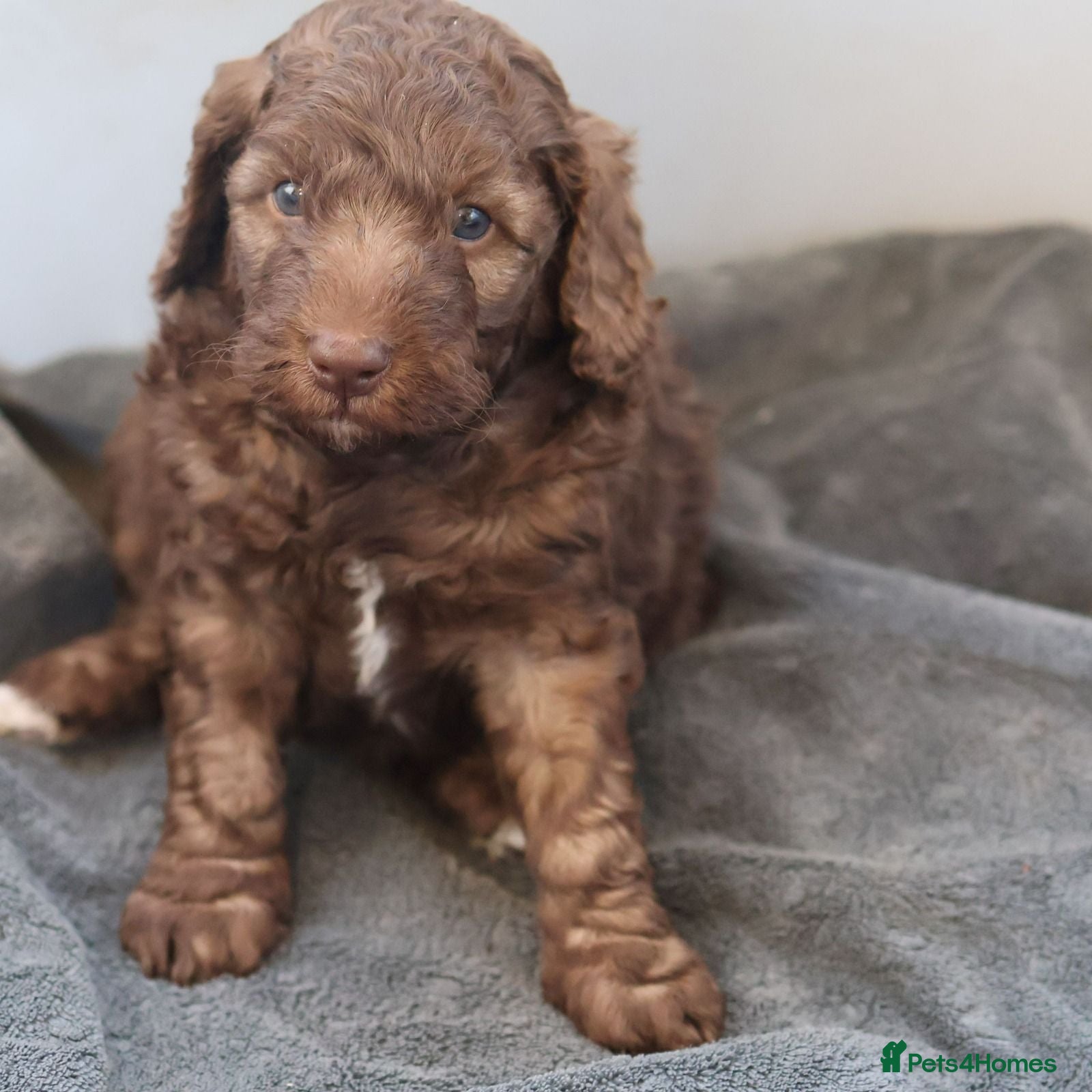 Labradoodle dogs Viewing next weekend 25th, Appointment only  - Advert 2