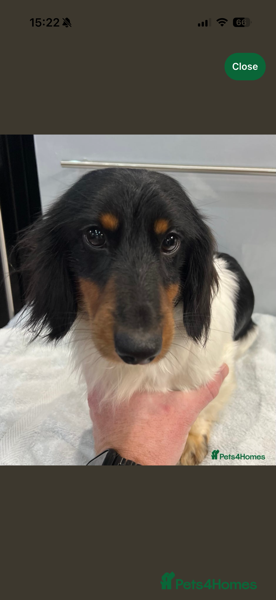 Miniature Dachshund dogs for sale: 2 miniature dachshund puppies  - Advert 4