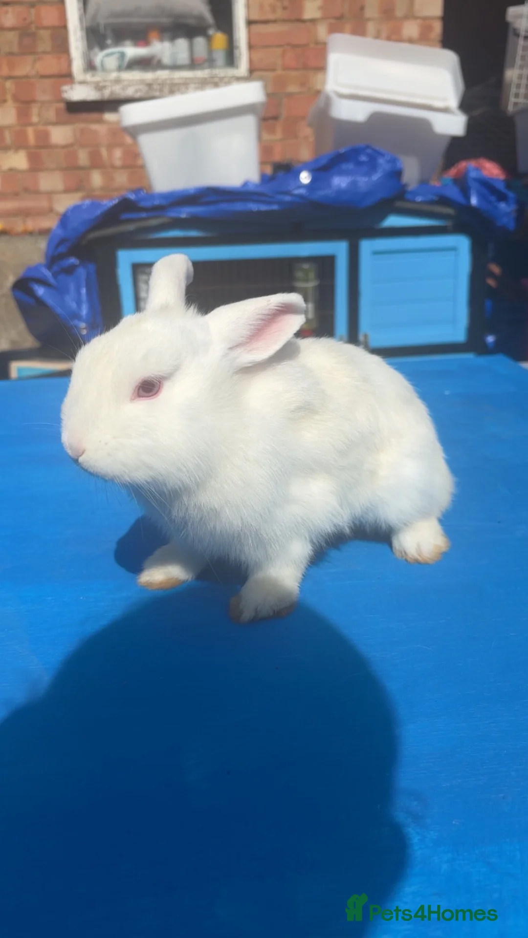 Mixed Breed rabbits for sale: Rabbits  in Felixstowe - Advert 11