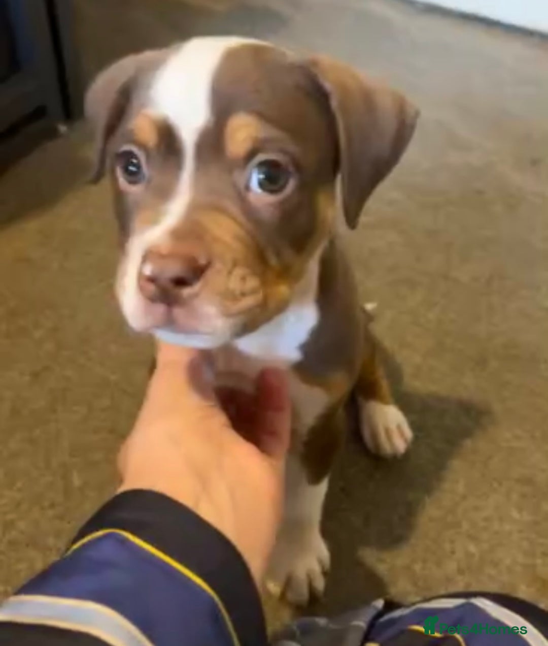 Olde English Bulldogge dogs for sale: Olde English bulldog puppies READY NOW  - Advert 11