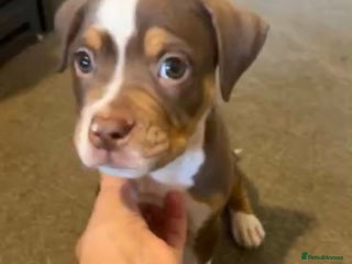 Olde English Bulldogge dogs Olde English bulldog puppies - Advert 18