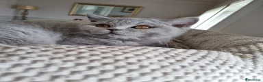 British Shorthair kitten 