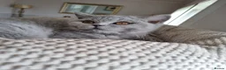 British Shorthair cats for sale: British blue/cream tortie girl.  - Advert 7