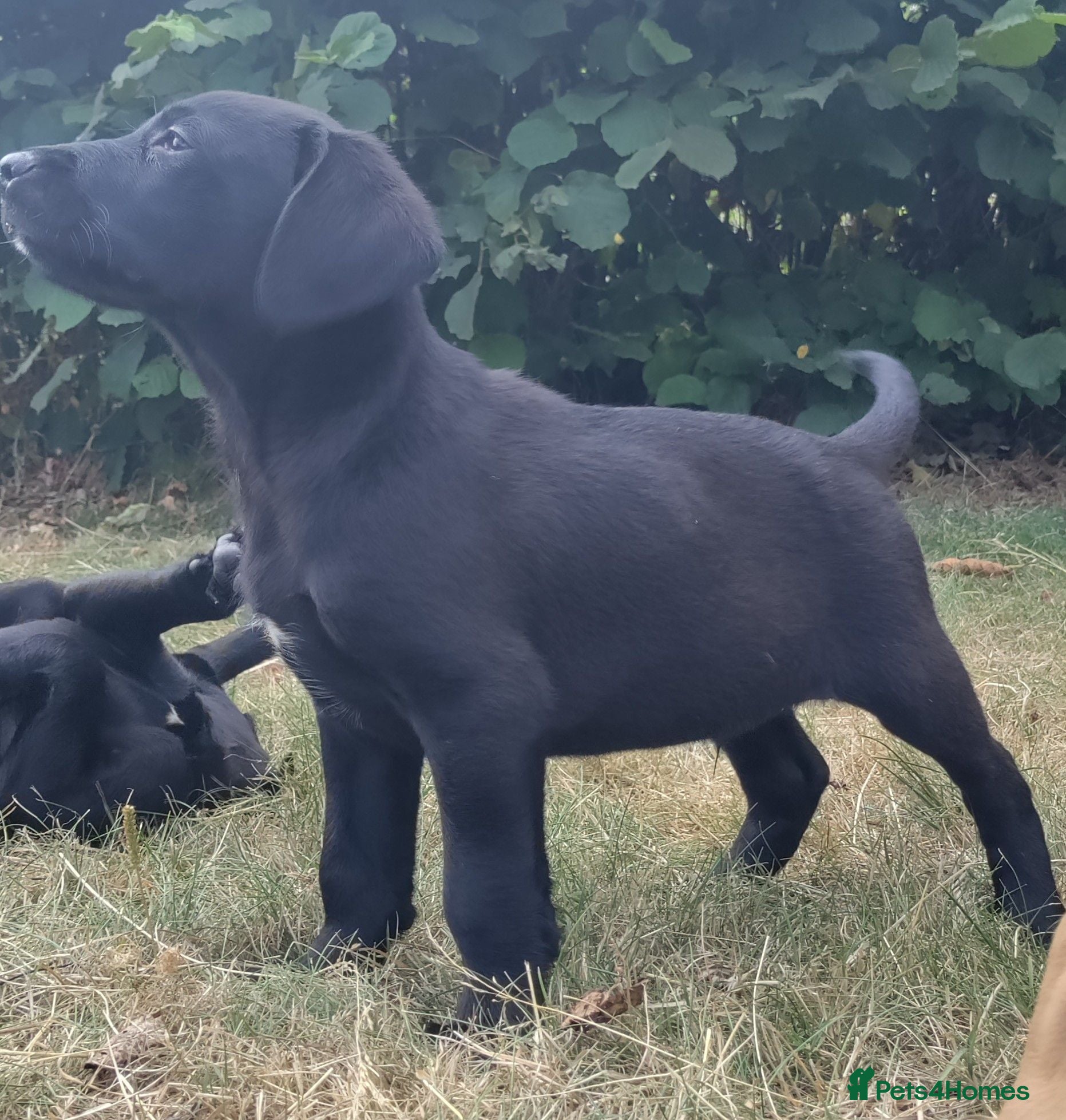 Labrador Retriever dogs Wonderful Labrador pups for sale  - Advert 1