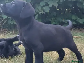Labrador Retriever dogs Wonderful Labrador pups for sale - Advert 1