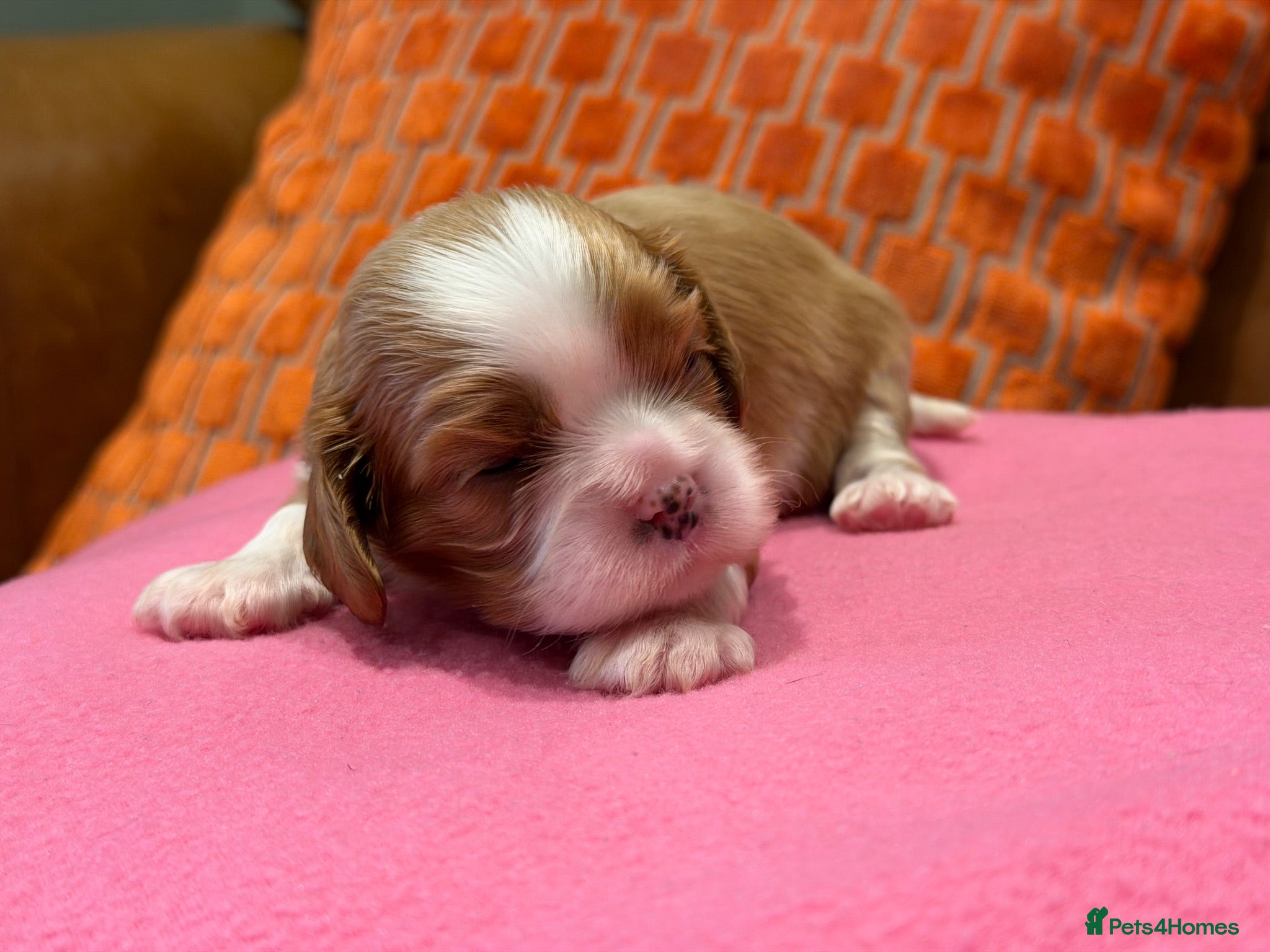 Cavalier King Charles Spaniel dogs KC reg 2 boys 2 girls - Advert 1